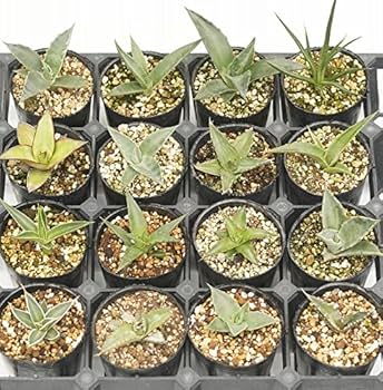 63538アガベ5点セット Amazon.co.jp: 当店人気 アガベお任せ 5種5ポットセット（2号