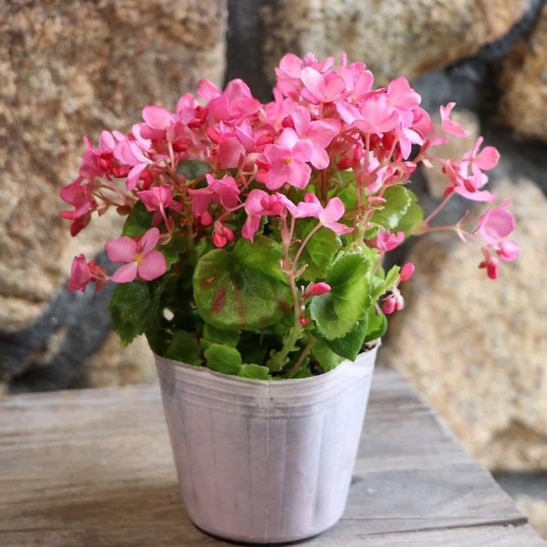 KAN-YO plants　Begonia セット❣️ Amazon.co.jp: Begonia Love Me No. 3 Pot Seedlings, Set of 3