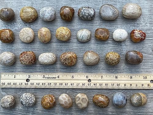 Image of GAF TREASURES 1 /2 LB Fossil Coral Tumbled Stones, Polished Natural Fossil Coral Gemstone, Fossil Coral Healing Crystals (Fossil Coral)