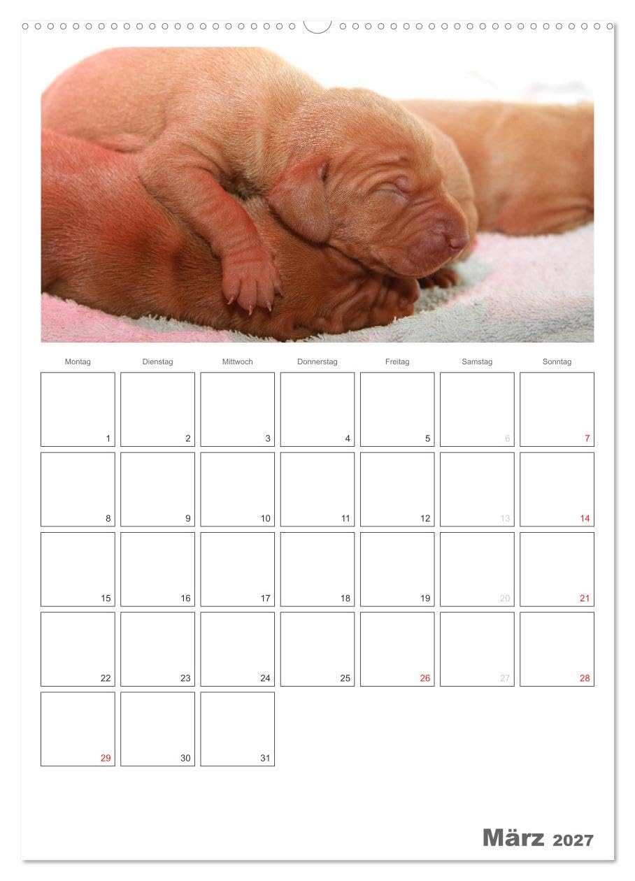 CALVENDO - Magyar Vizsla (hochwertiger Premium Wandkalender 2027 DIN A2 hoch), Kunstdruck in Hochglanz: Familienplaner mit Fotos des Magyar Vizsla