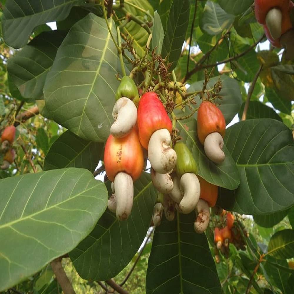 See full amazon price history chart for IXORA Cashew VRI 3 Variety Nut Kaju Fruit Live Plants & Tree(1.5-3 Feet Size) IXORA Cashew VRI 3 Variety Nut Kaju Fruit Live Plants & Tree(1.5-3 Feet Size) (B0C6ZNW33K) Amazon Price History, Amazon Price Tracker