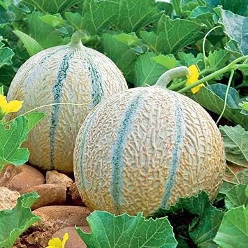 Melon Charentais 60 Seeds + Plant tag Canteloupe Heirloom Melon Cucumis