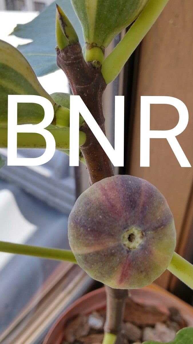 Amazon.co.jp: BNR Bordissot Negra Rimada イチジク 接木苗