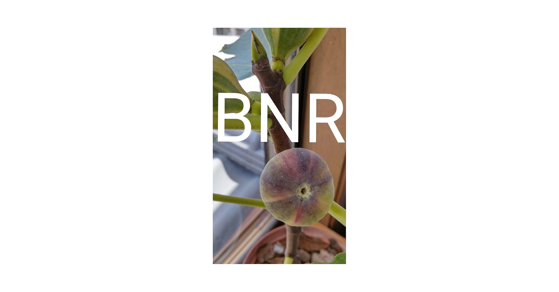 イチジク　Bordissot Negra Rimada　BNR　挿し木苗　訳あり Bordissot Negra Rimada（BNR） イチジク苗