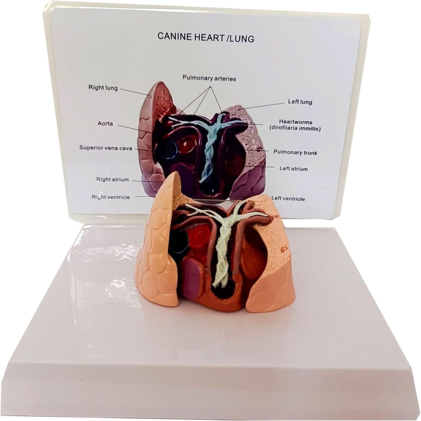 Canine Dog Heart and Lung Model, Pet Animal Organ Study Teaching Aid Education, Heart Canine Silkworm Model, PVC Animal Organ Anatomical, for School Veterinary Teaching Education