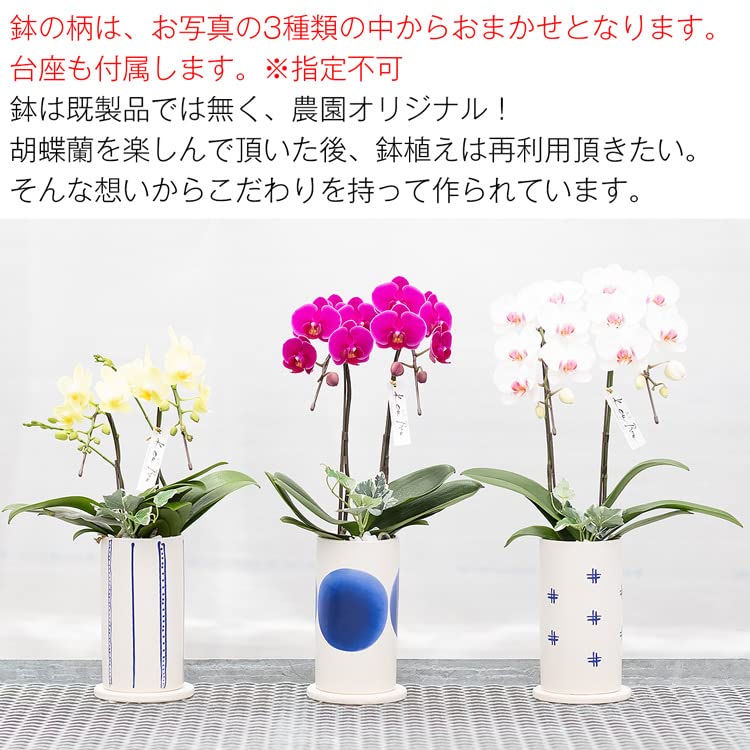 胡蝶蘭　ファレミディ3F シアターローズ 胡蝶蘭 6寸プレゼントお供え　陶器鉢 ms2t-main.jpg