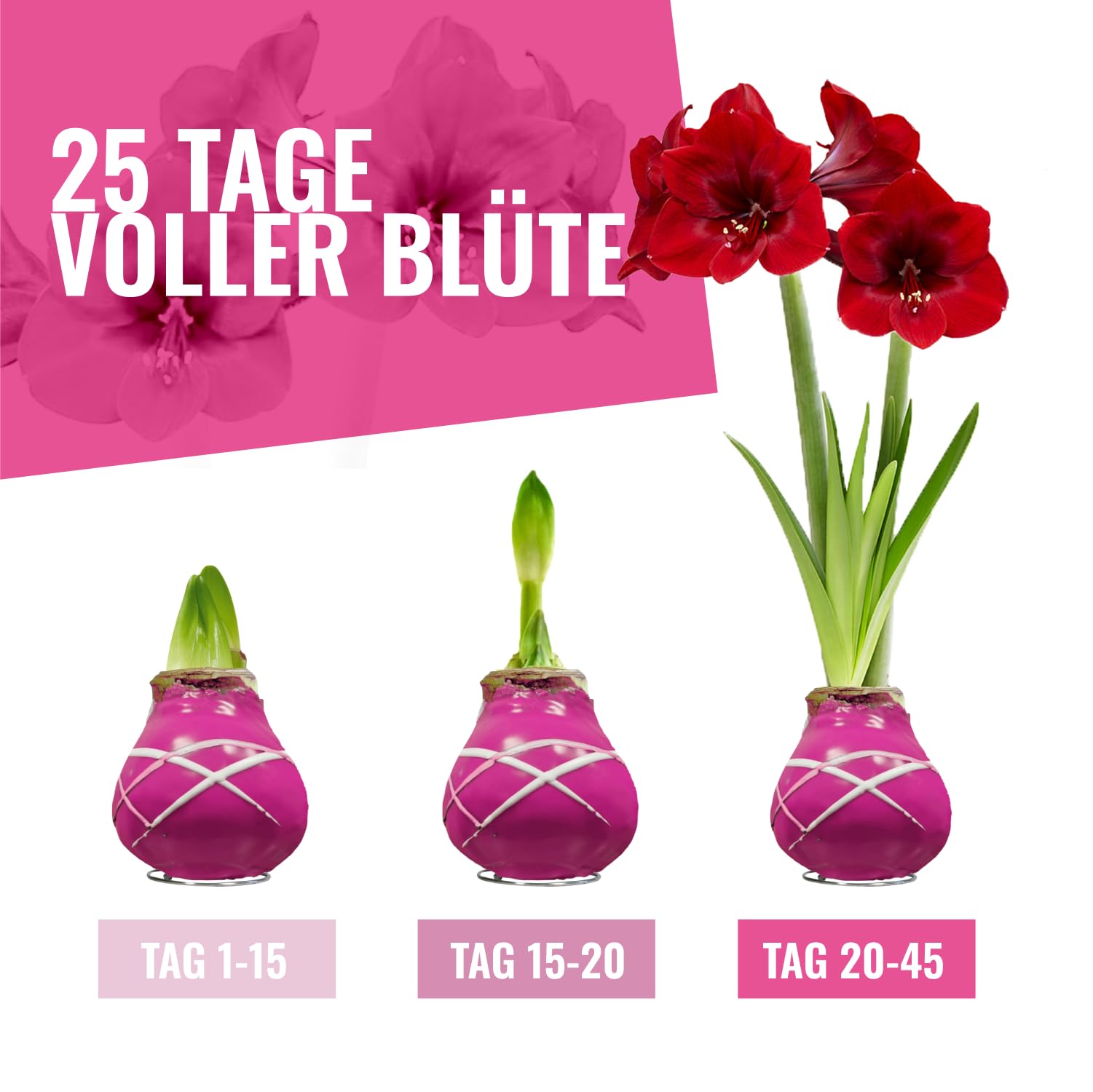 Cera Amaryllis cipolle strisce viola – Cerata aryllis 28/30 grande formato | 2 pezzi | cerato/cera | senza irrigazione | Piante da appartamento olandese - Hippeastrum (senza vetro, vaso e