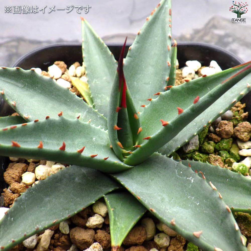 Amazon｜ITANSE アガベ ユタエンシス・カイバベンシス 2.5