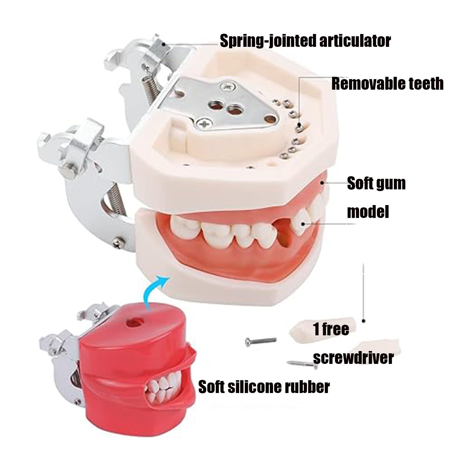 Praktische Oralsimulation Dentalmodell Herausnehmbare Zähne mit Design-Stützbasis für Zahnmedizin und Zahntechnik A
