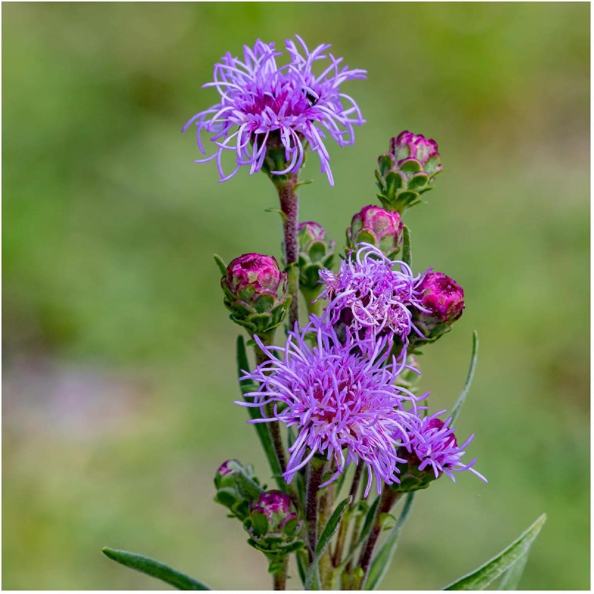 Everwilde Farms - 1 Oz Button Blazing Star Native Wildflower Seeds - Gold Vault
