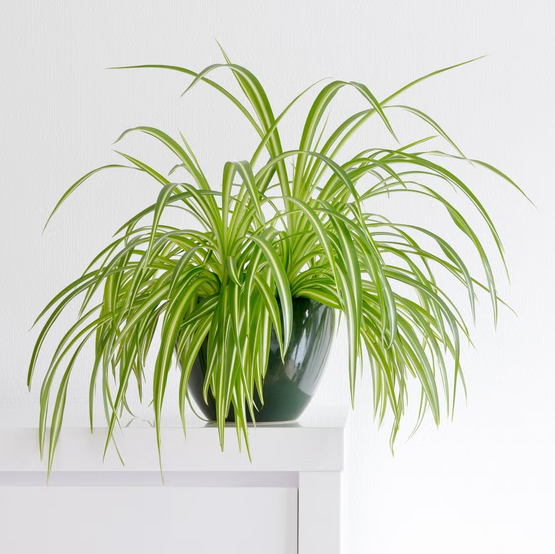Spider Plant - Live Indoor Plant with Pot -3 Spider Plant - Live Indoor Plant with Pot -3