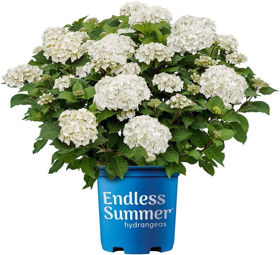 Endless Summer 1 Gal. Dream Cloud Hydrangea Shrub