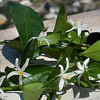 Vista 6 de Dolce&Gabbana Devotion, Eau De Parfum Spray, Para Mujer