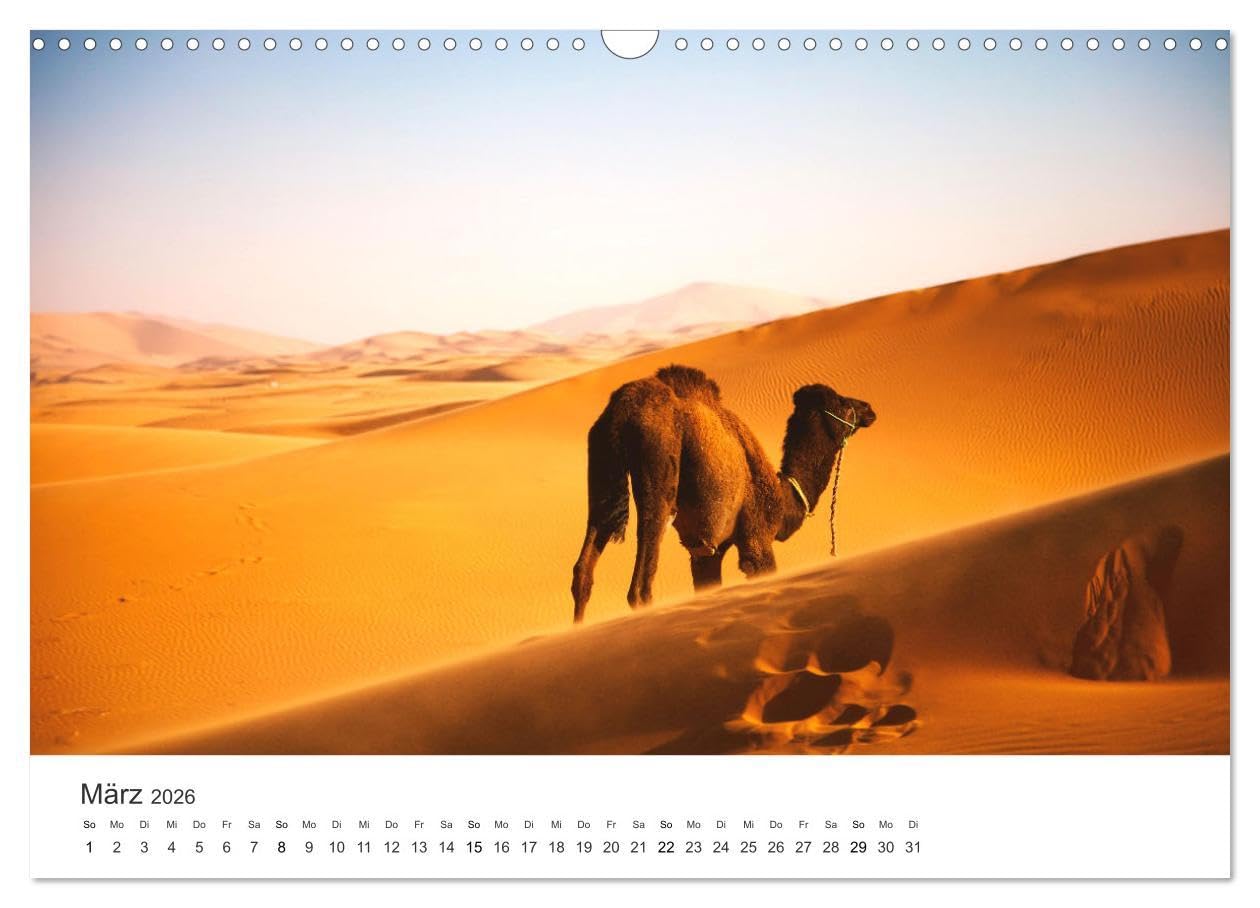 Kamele - die wahren Überlebenskünstler der Wüste. (Wandkalender 2026 DIN A3 quer), CALVENDO Monatskalender: Die geheimnissvollen Tiere der Wüste. (CALVENDO Orte)