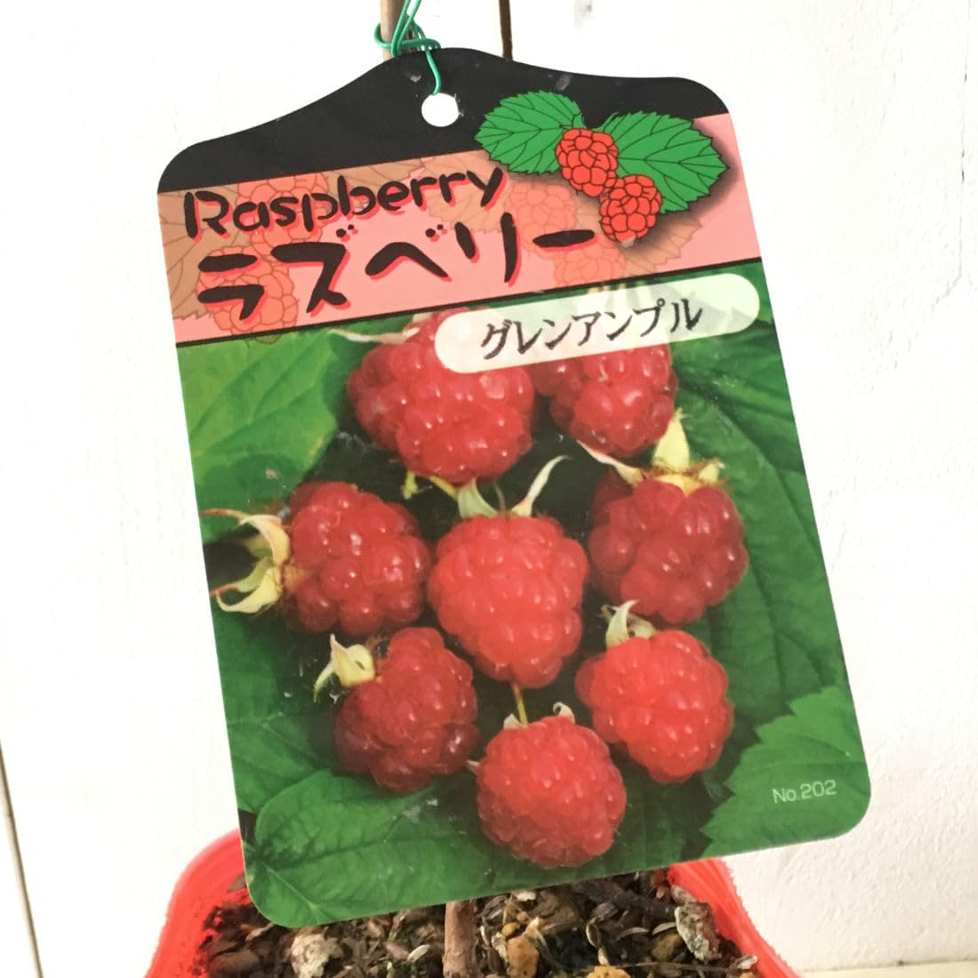 Amazon.co.jp: ラズベリー 苗木 グレンアンプル (とげなし) (赤実