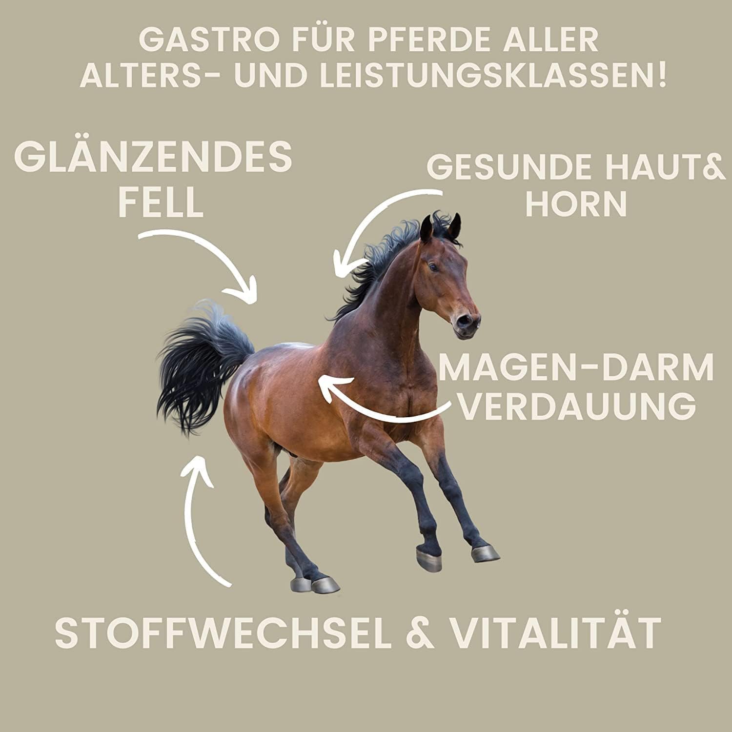 Caballo de refuerzo para el estómago, probióticos, levadura de cerveza, vitamina E, caballo, cultivos de levadura, microflora intestinal, tracto gastrointestinal, pasta de vitaminas I después de