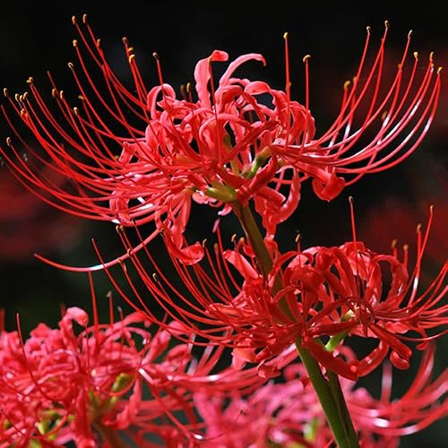 Miniatura 4 de 3 bombillas de mandarava rojas, bombillas Bana Lycoris Radiata, Nerine Bowdenni, bombillas de araña roja, lirio resistente, bombillas de nerines