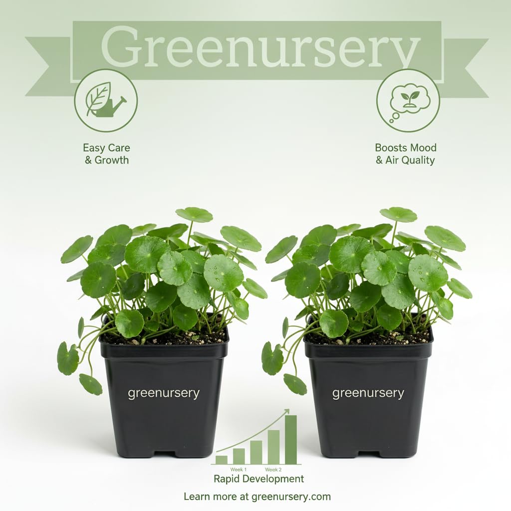 Greenursery Water Pennywort Indoor Plant for Home and Garden with Pot (Pack of 2) 3