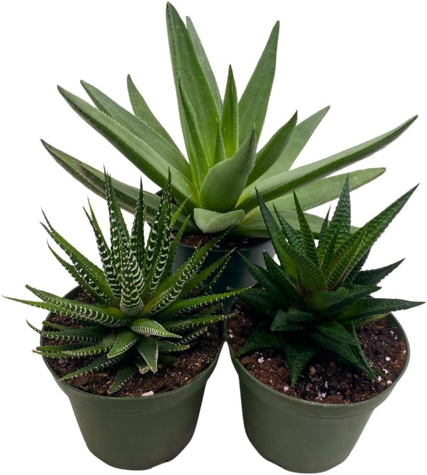 BubbleBlooms Haworthia Assortment 4 inch Pots Set of 3