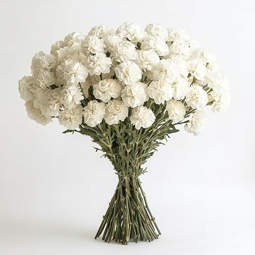 Vista 10 de GlobalRose 100 flores de clavel blanco - Claveles frescos de entrega al día siguiente Prime - Ramo fresco recogido a mano para graduación