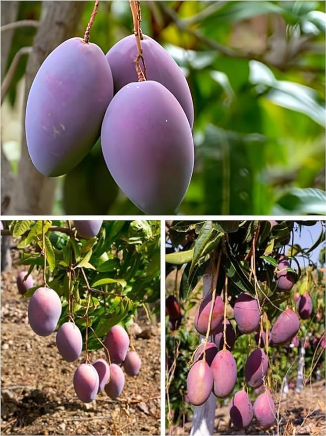 Thai All Time Mango Plant Grafted | Height 1-2 Feet | Fruit After 9-12 ...