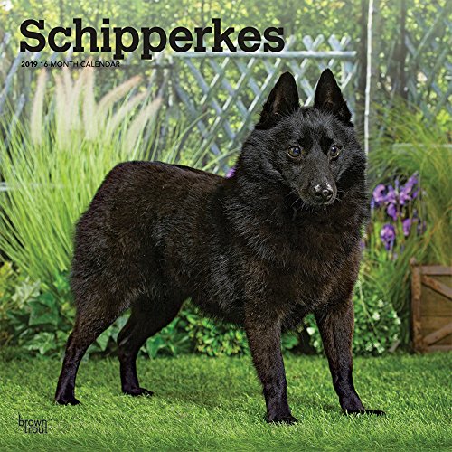 Schipperkes 2019 Calendar