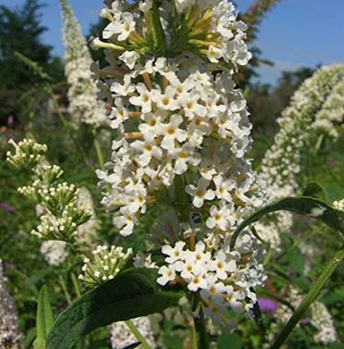Sommerflieder Peace 80-100cm - Buddleja