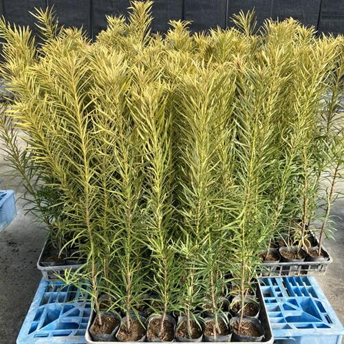 Amazon.co.jp: 【20本セット】イヌマキ 樹高0.5m前後 10.5cmポット