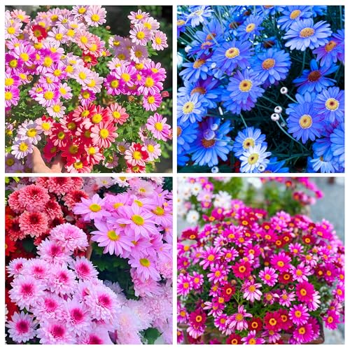 1300+ Pyrethrum Seeds for Planting Outdoor -Tanacetum Chrysanthemum Perennial Thyme Non-GMO Heirloom Flowers