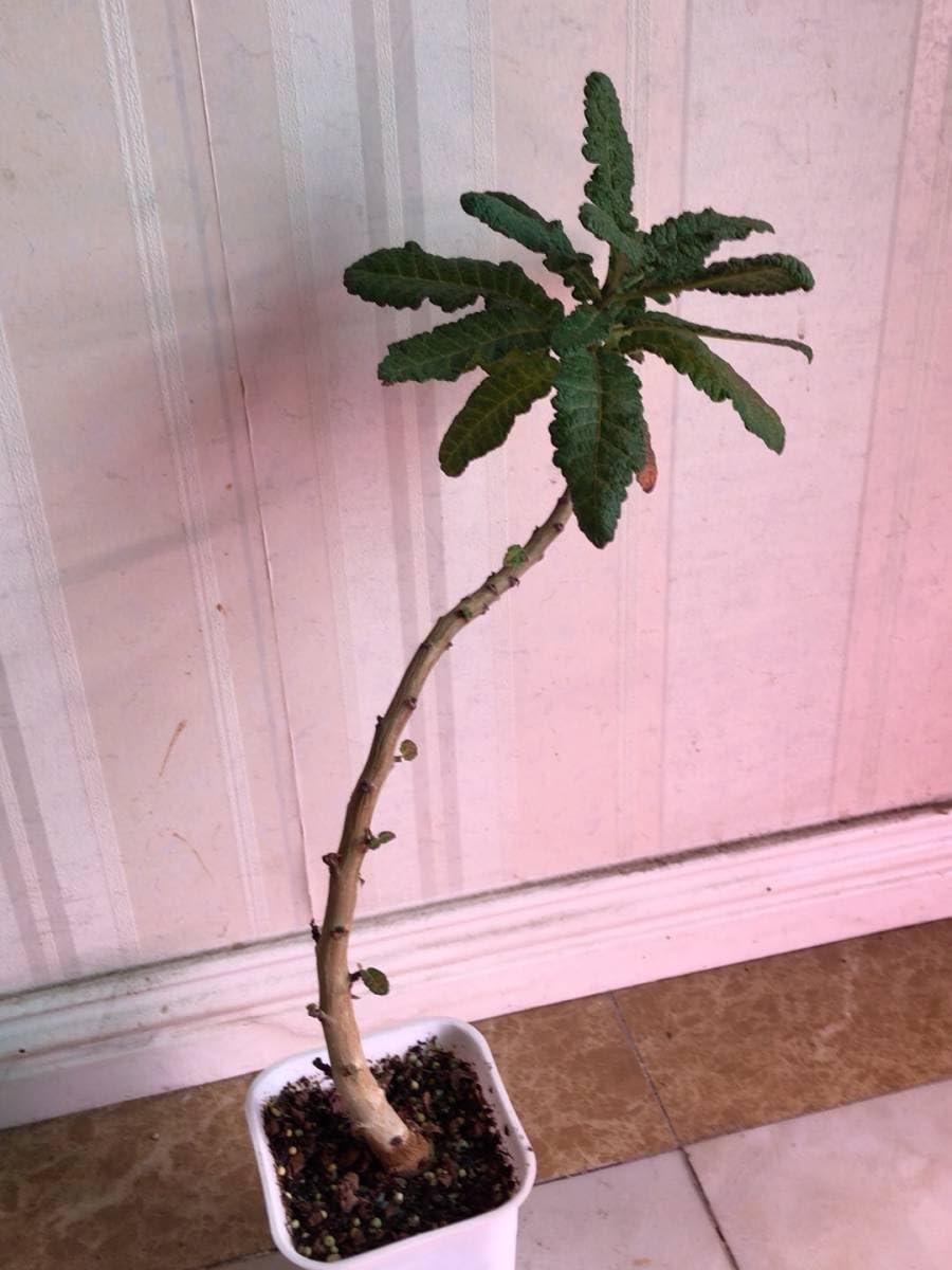 ボスウェリア　ポポビアナ2 ボスウェリアポポビアナ2