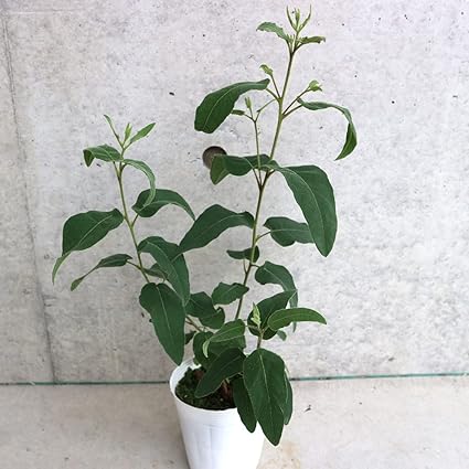 Amazon レモンユーカリ3 5号ポット苗 品種で選べるハーブ苗 1個売り 学名 Eucalyptus Citriodora フトモモ科ユーカリ属 別名 シトリオドラ 英名 Eucalyptus Populas 大きく細長い葉にレモンのような良い香りがする品種です 乾燥させてポプリやドライフラワー
