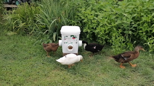 Mangiatoia Automatica Per Anatre E Oche: A Prova Di Pioggia E Topi, Capacità 17 Kg, 4 Porte Di Alimentazione
