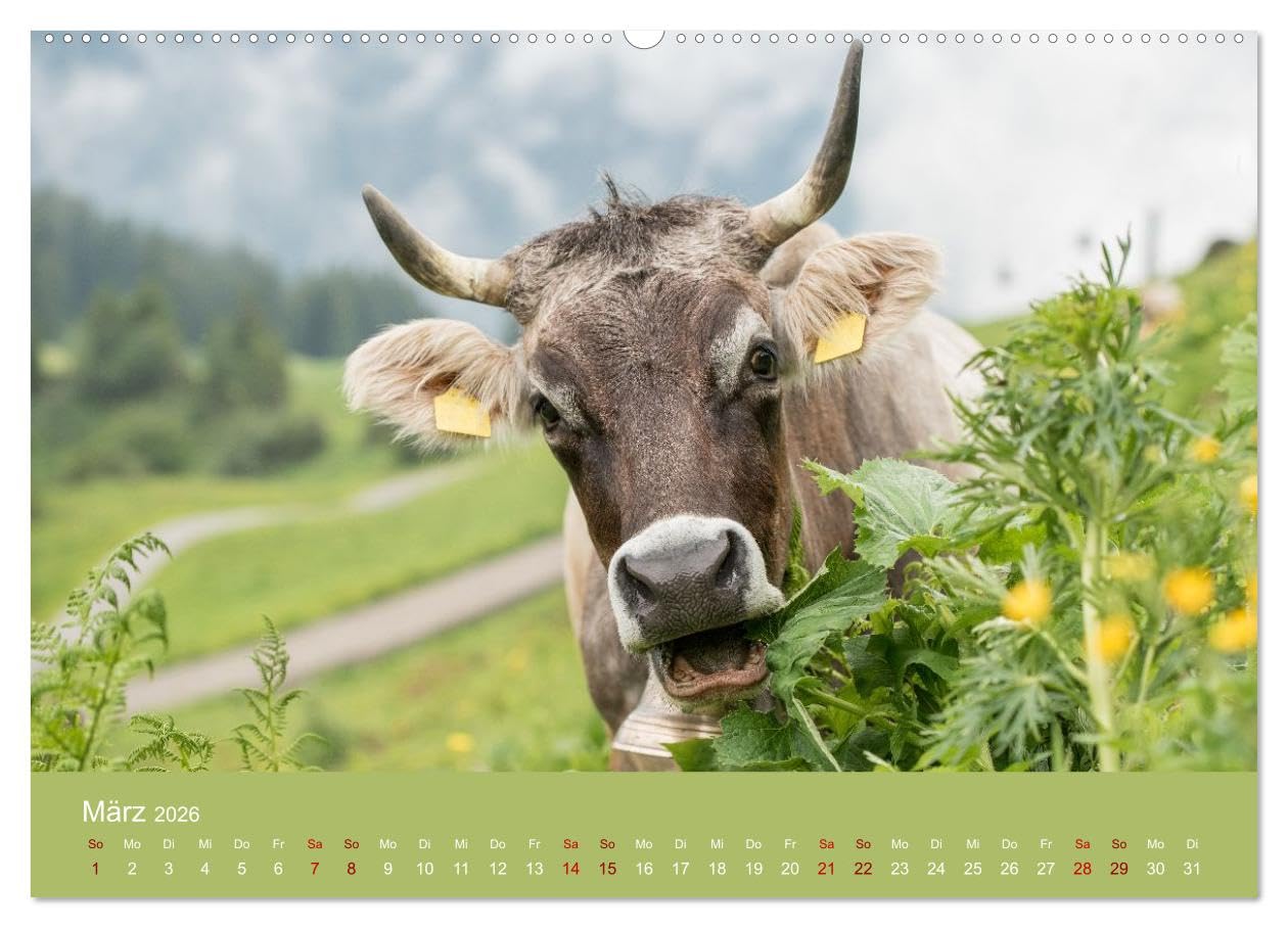 Allgäuer Rindvieh 2026 (hochwertiger Premium Wandkalender 2026 DIN A2 quer), Kunstdruck in Hochglanz: Ein Kalender für alle Allgäu- und Kuhliebhaber. (CALVENDO Tiere)