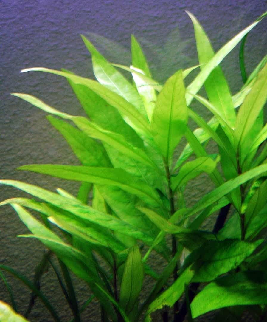 Maalavya Live Aquarium Aquatic Plant Hygrophila Corymbosa Compacta (8 to 10 Stems) With Pot (B0BNQ7HL4L) Amazon Price History, Amazon Price Tracker
