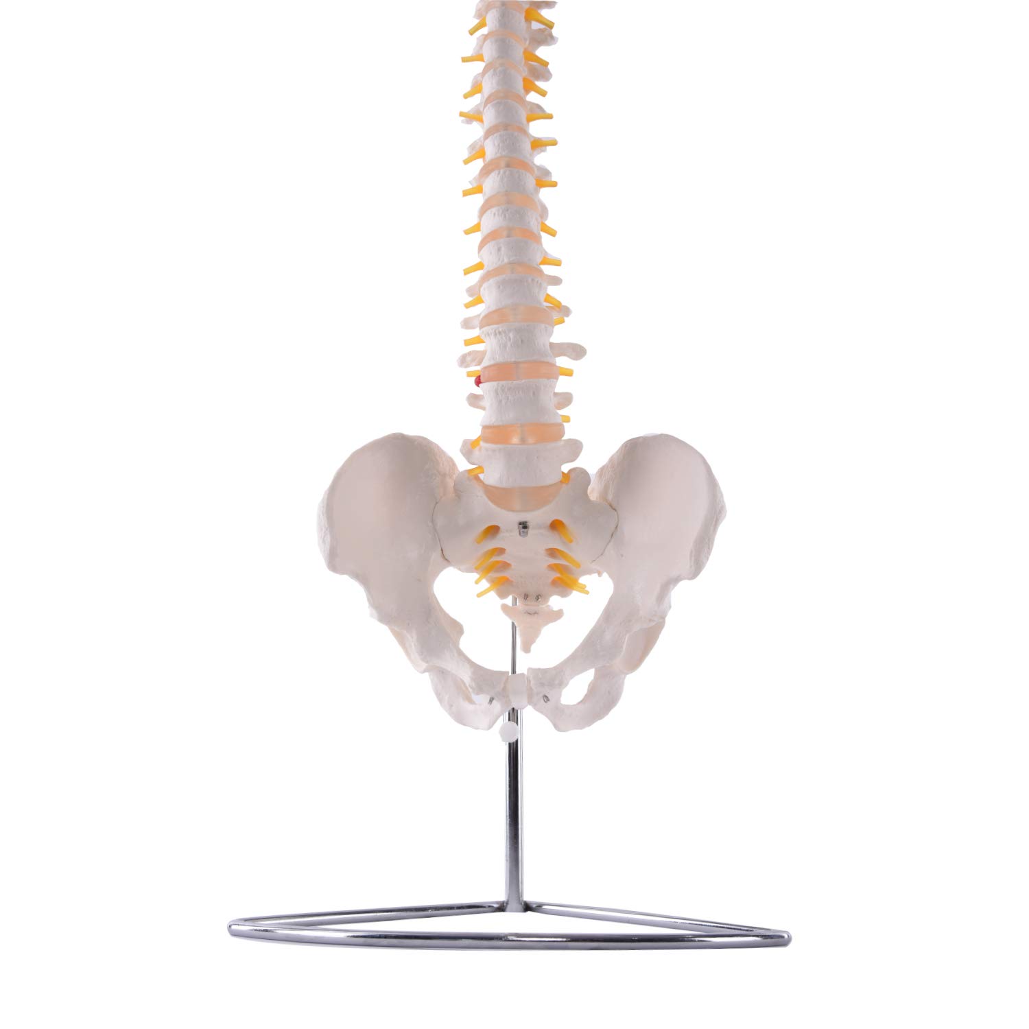 Flexible Wirbelsäule mit Becken I detailliertes anatomisches Modell der menschlichen Wirbelsäule (ca. 85 cm) I inklusive Stativ I ideal als Lernmodell