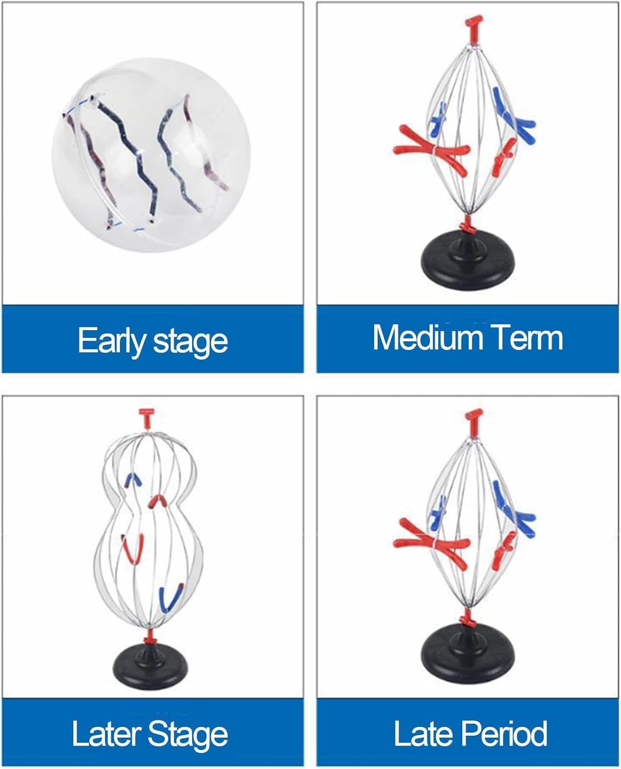 Biologische Zellmodelle, 9 Teile Tier- und Pflanzenzelle Mitose und Meiose-Modell, Wissenschaft Anatomie Zelle und Mitose Modellset für Biologie Lehrhilfe