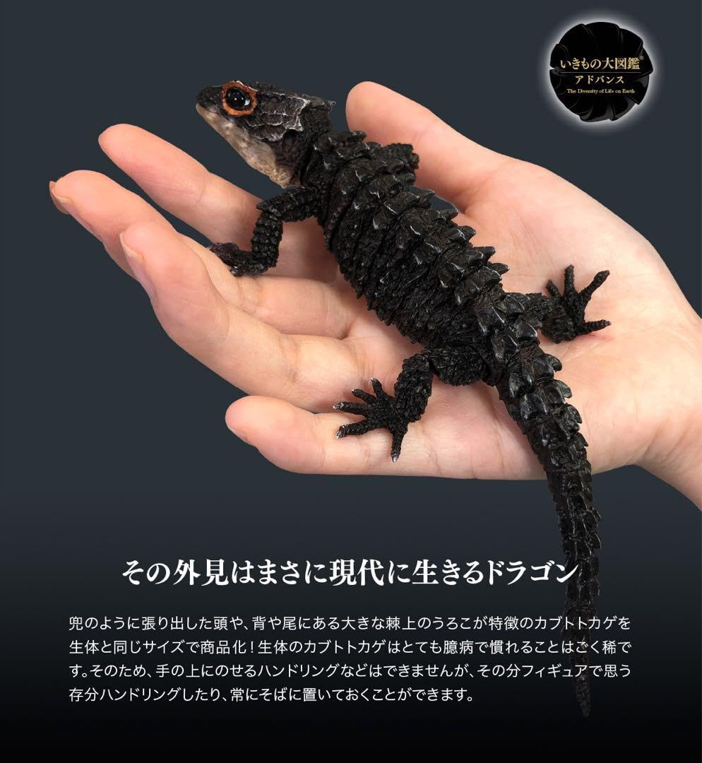 いきもの大図鑑　アカメカブトトカゲとモトイカブトトカゲ ガシャ「いきもの大図鑑アドバンス アカメカブトトカゲとモトイ