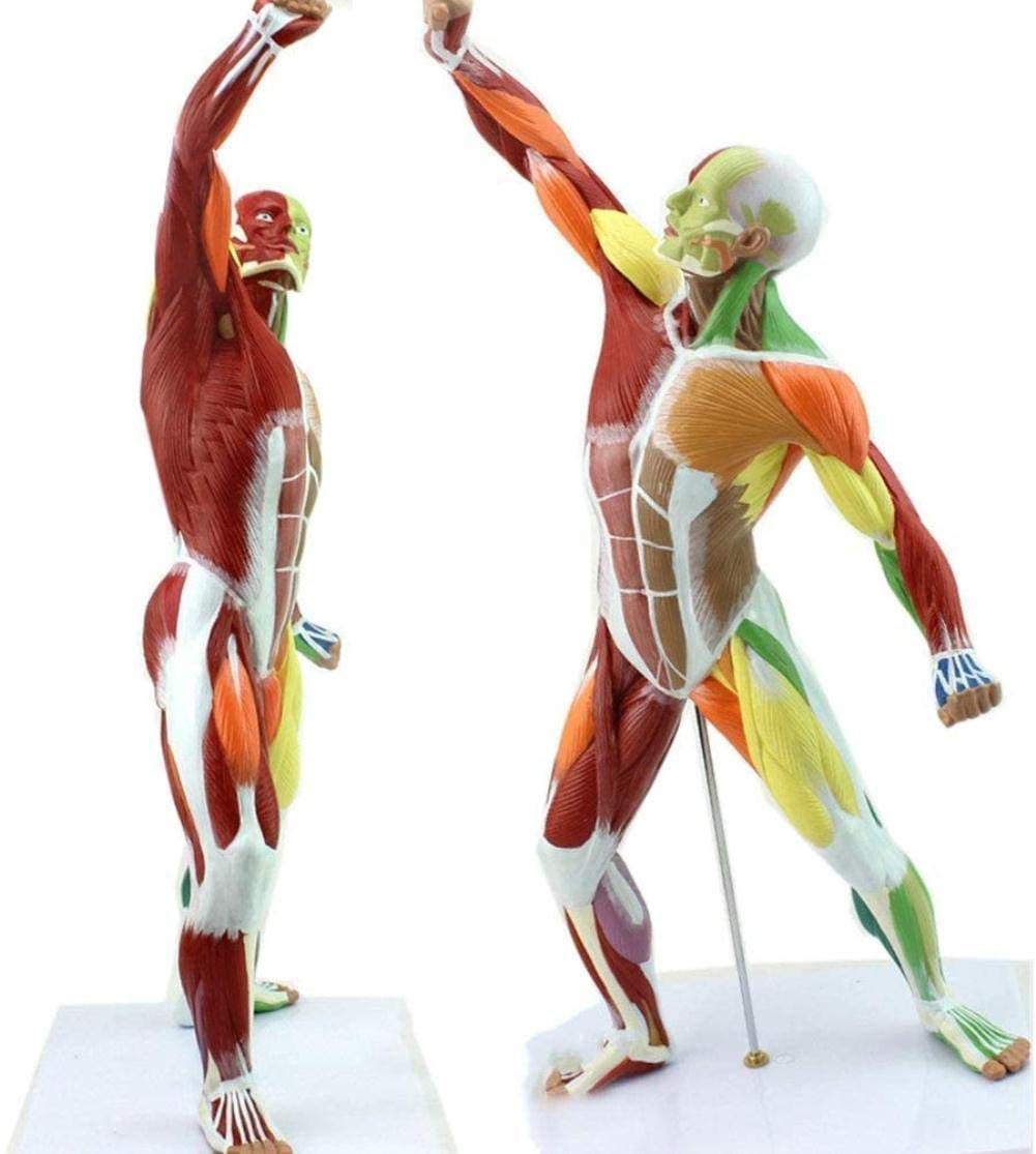 Manuales Modelo médico y Entrenamiento de los músculos Superficiales 50cm Modelo de anatomía Humana Torso Humano Torso Movimiento Modelo Modelo anatómico, Pinturas, 50 centímetros,peint,50cm