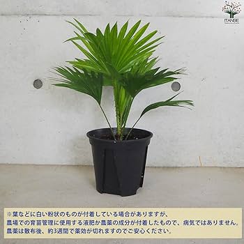 61GsuMUg6iL._AC_UF350,