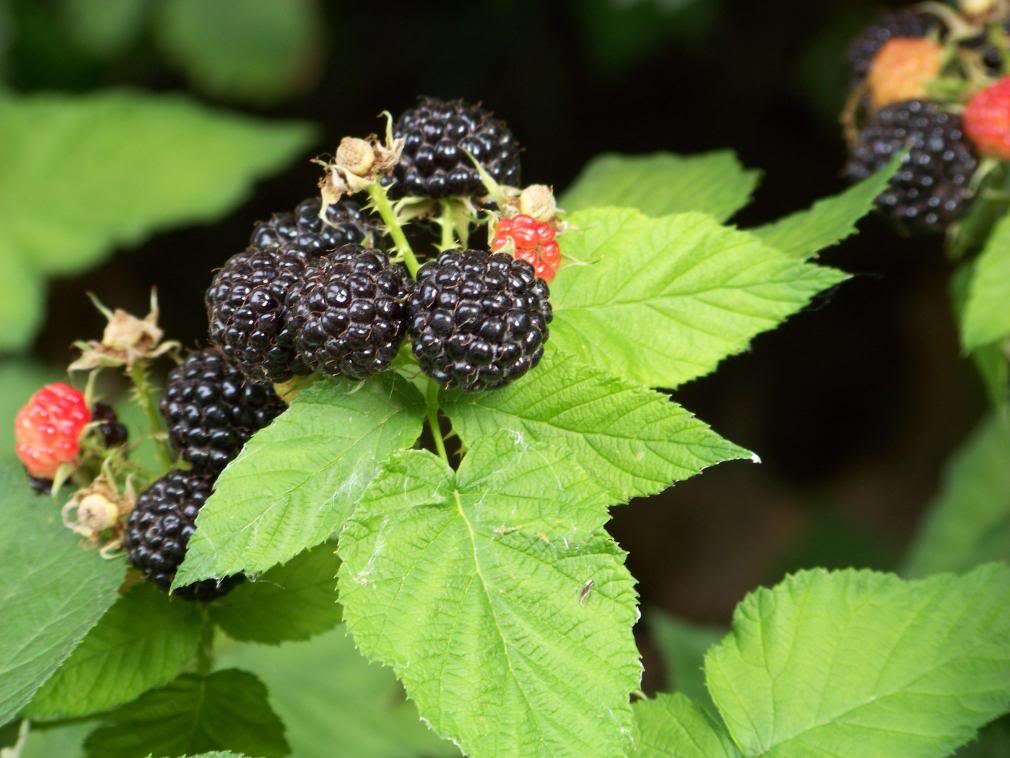 50 Black Raspberry Rubus Fruit Bush Vine Seeds
