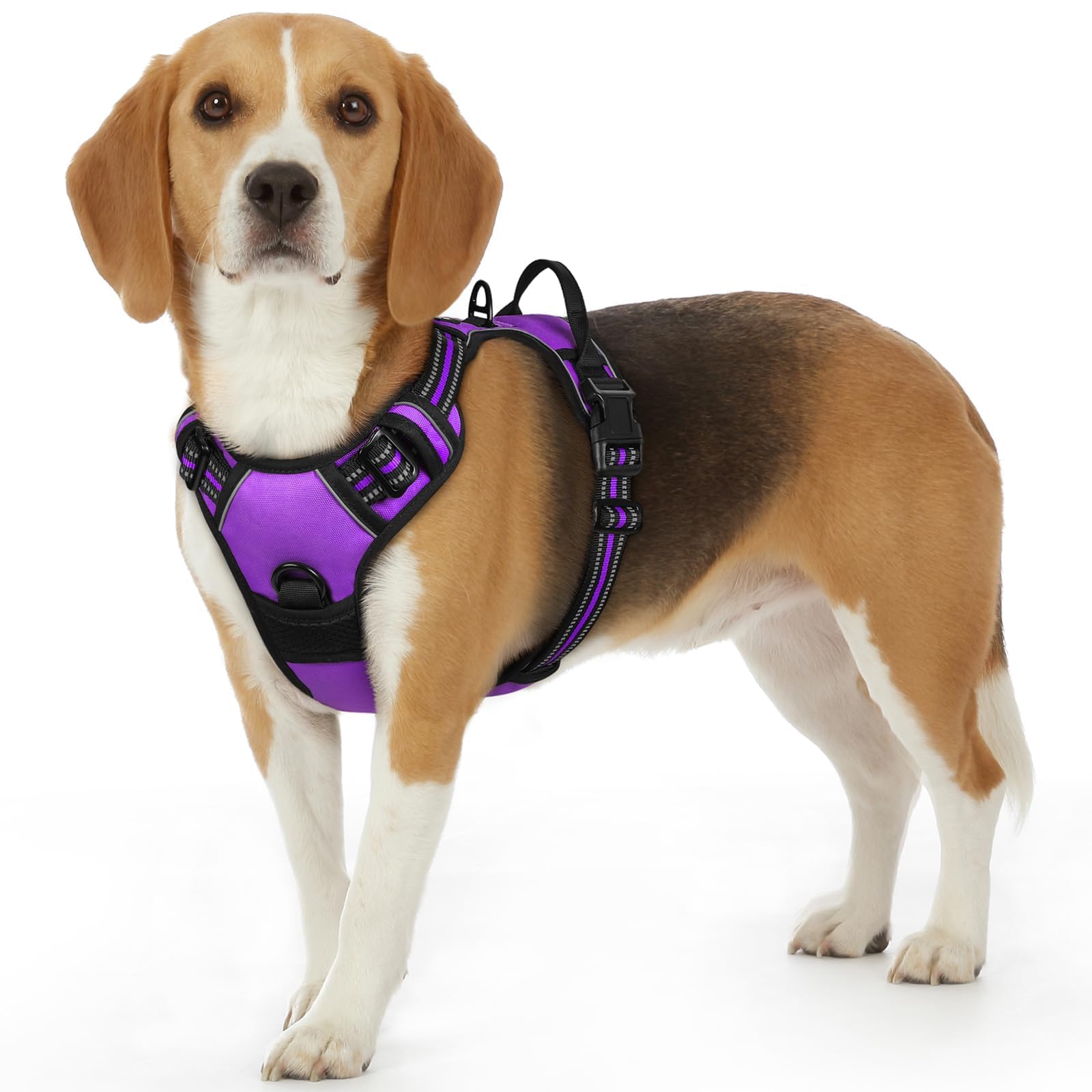 Eagloo Pettorina Cane Taglia Piccola, Pettorina ad h Antifuga, Imbracatura per Cani Anti Tiro con Doppio Gancio, Imbracatura Robusto e Regolabile per Addestramento Passeggiate, S, Viola