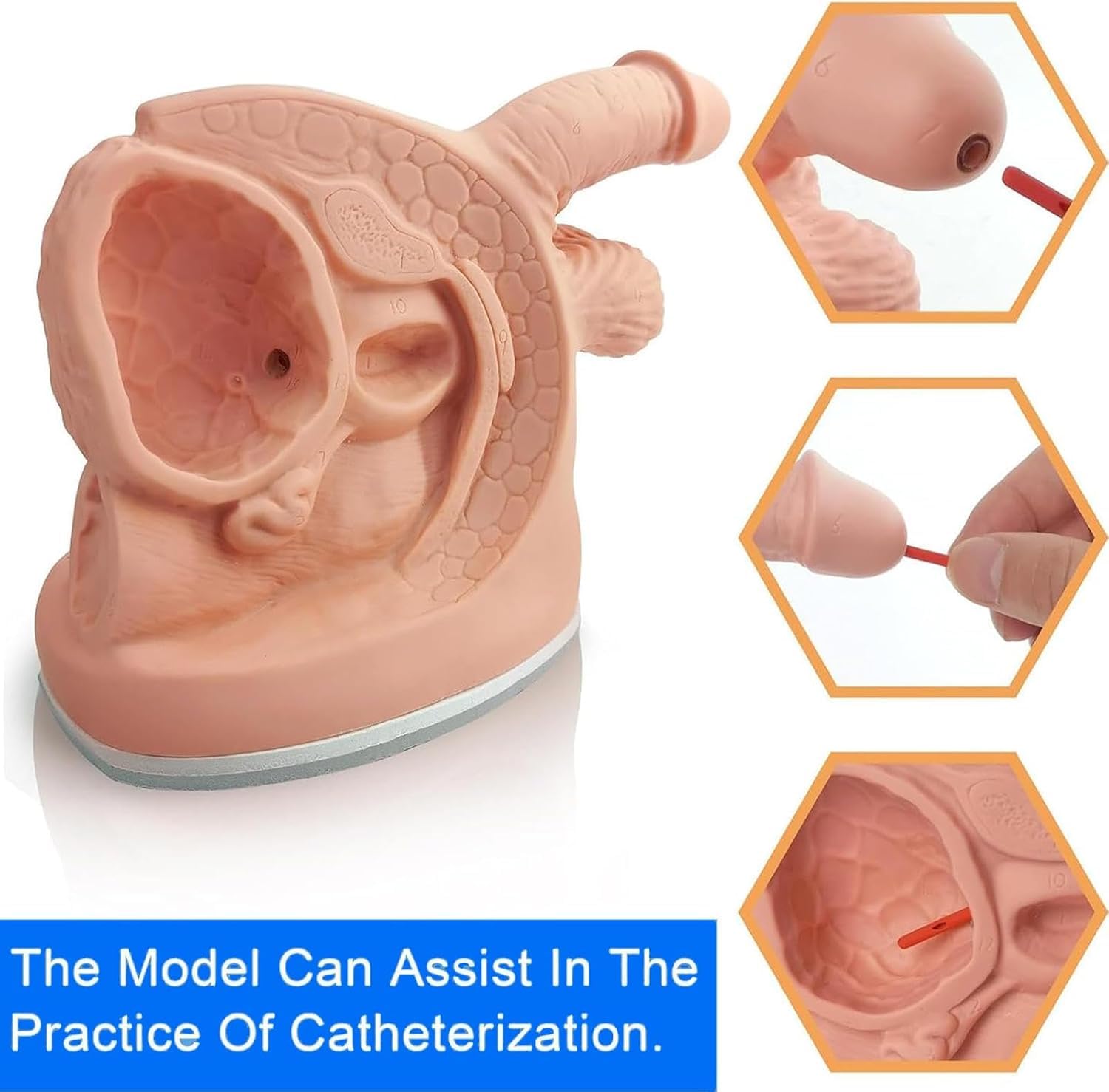 ICEMOB Zestaw do nauki anatomii cewnika męskiego i żeńskiego, model ćwiczeń cewnika, model anatomii wewnętrznych i zewnętrznych narządów płciowych, typ cewnika cewki moczowej