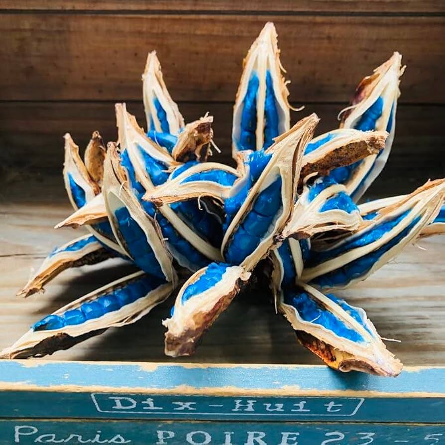 Amazon.co.jp: 旅人の木のタネ お得 希少 エアープランツ おしゃれ Amazon.co.jp: 旅人の木のタネ お得 希少 エアープランツ おしゃれ