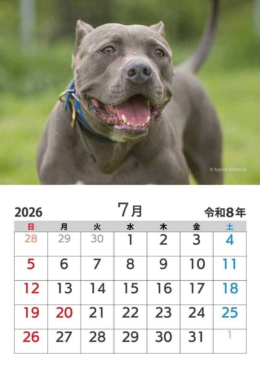 Amazon.co.jp: ポチパパちゃんねる「保護犬達の楽園」2026カレンダー