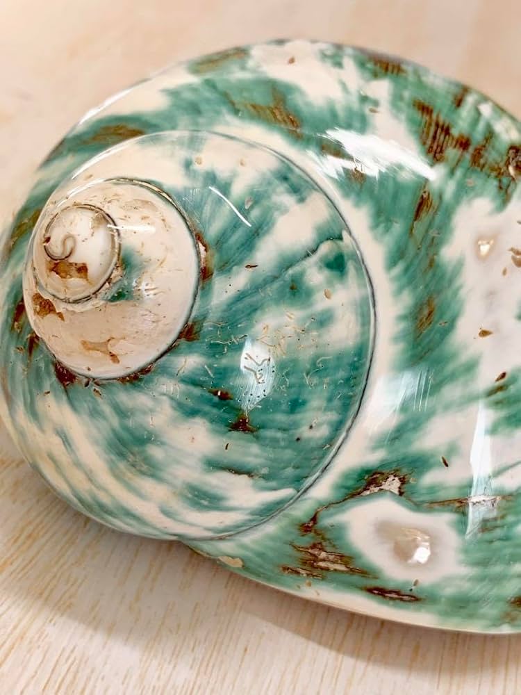 Amazon.co.jp: 夜光貝姿磨き Turbo marmoratus 幸運を呼び寄せる七色の