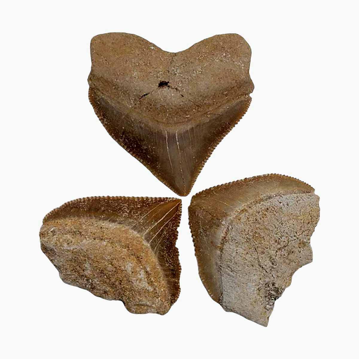 Fossil Shark Teeth Squalicorax Megalodon Relative Lot of 3! Real & Authentic Ocean Great for Kids Classroom Science Paleontology Metaphysical Healing Dinosaur Cretaceous Geology