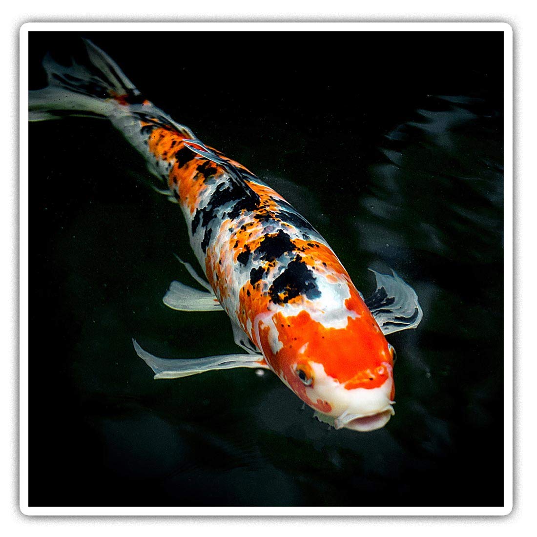 Destination Vinyl Ltd Multi Square Stickers (Set Of 2) 10Cm - Koi Carp Fish Pond Goldfish Fun Decals For Laptops,Tablets,Luggage,Scrap Booking,Fridges, #45482