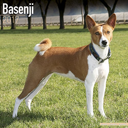 Basenji Calendar 2017 - Dog Breed Calendars - 2016 - 2017 wall calendars - 16 Month by Avonside
