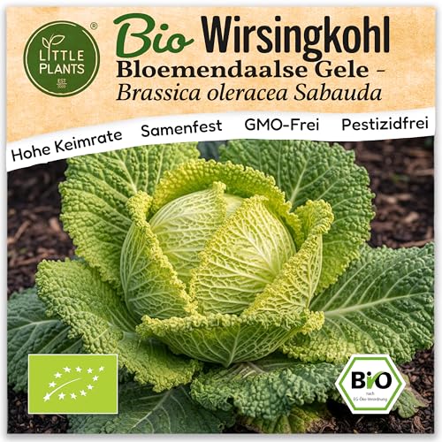 Little Plants BIO Wirsing Samen 75 Wirsingkohlsamen Welschkraut Gemüsesamen Gemüsesaatgut Samenfest für Gemüsegarten, Hochbeet, Küche, Balkon und Garten