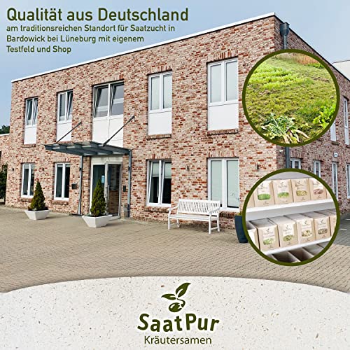 Foto von SaatPur Kerbel Samen, Saatgut für ca. 200 Pflanzen